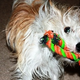 Illustration for article titled Shooting Challenge Pets Gallery 7